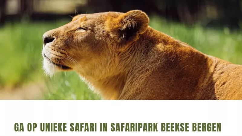 3 x toegangsbewijs voor Safaripark Beekse Bergen